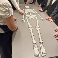Скелет и кости